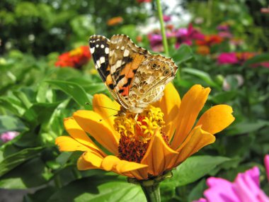 Monarch kelebek Close-Up