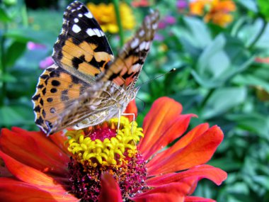 Monarch kelebek Close-Up