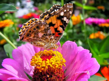 Monarch kelebek Close-Up