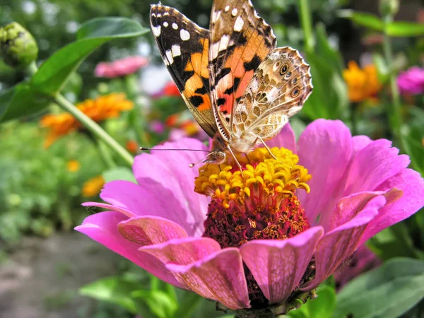 モナーク蝶のクローズ アップ — ストック写真
