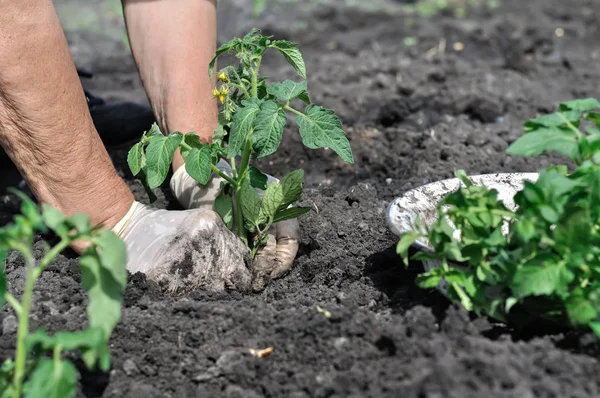 Manos de jardinero plantando una plántula de tomate —  Fotos de Stock