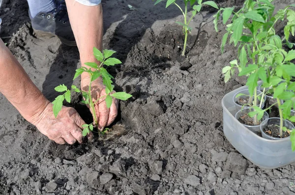 Руки садівника тримають розсаду помідорів — стокове фото