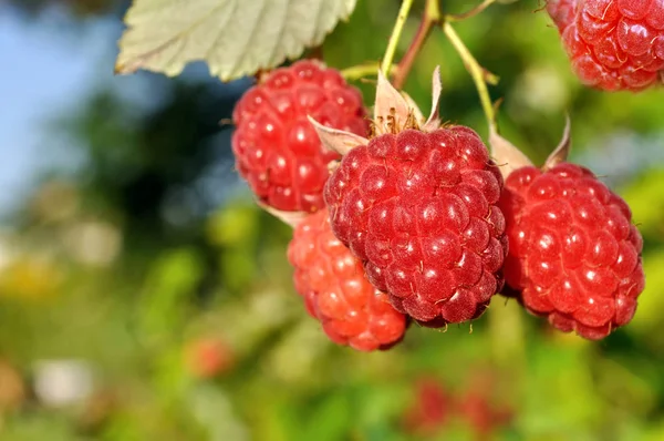 Primer plano de la rama de frambuesa en el jardín — Foto de Stock