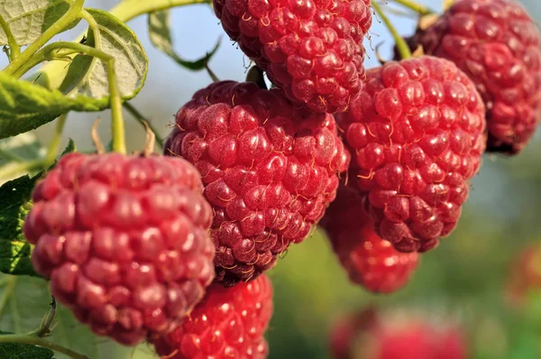 Primer plano de la rama de frambuesa en el jardín — Foto de Stock