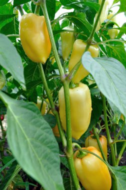 sebze bahçesinde olgunlaşan biber yakın çekim