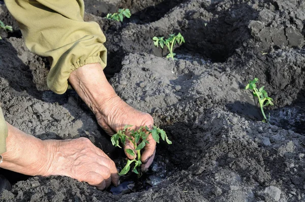 Gardener's handen aanplant een zaailing van tomaat — Stockfoto