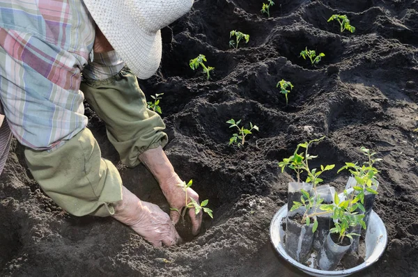 Jardinero plantando una plántula de tomate —  Fotos de Stock
