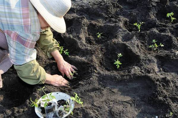 Giardiniere piantare una piantina di pomodoro — Foto Stock