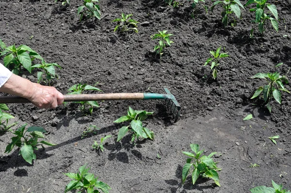 Gardener raking pepper plantation — Stock Photo, Image