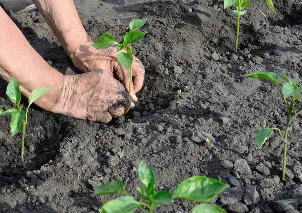 Le mani del giardiniere piantare una piantina di semenzaio del pepe — Foto Stock