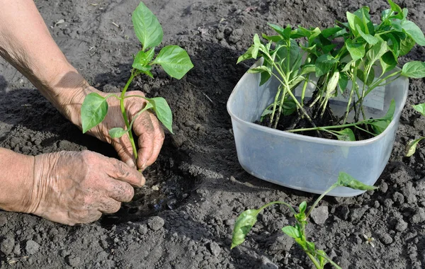Руки садівника саджають розсаду перцю — стокове фото
