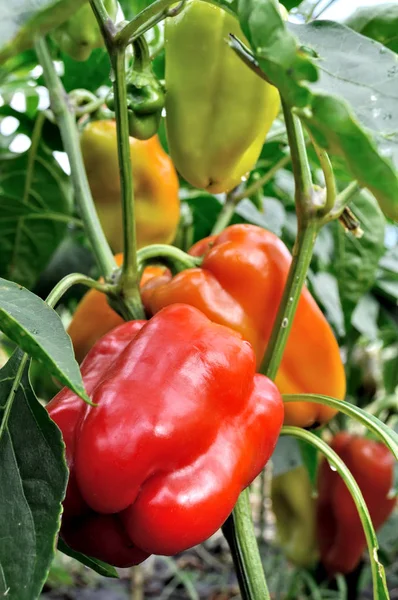 sebze bahçesinde olgunlaşan biber yakın çekim