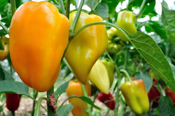 sebze bahçesinde olgunlaşan biber yakın çekim