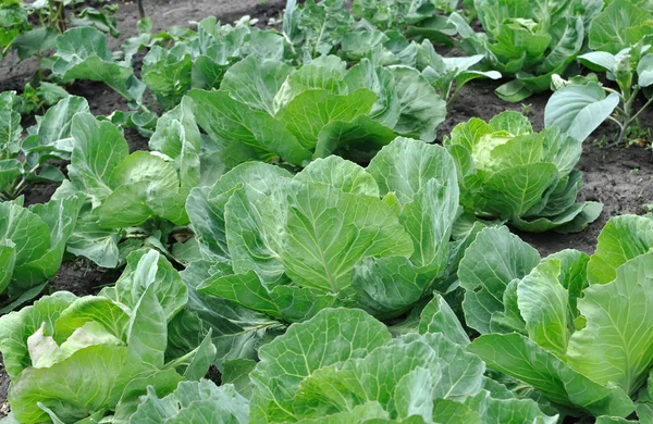 Organically cultivated ripening cabbage plantation — Stock Photo, Image