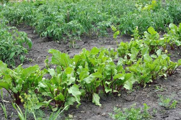 Groentetuin — Stockfoto