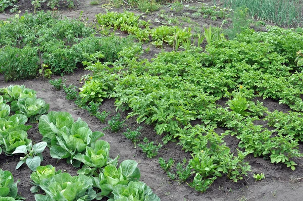 Jardim de legumes — Fotografia de Stock