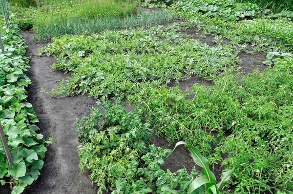 Vegetable garden — Stock Photo, Image