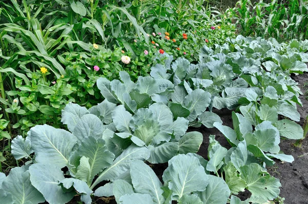 Gemüsegarten — Stockfoto