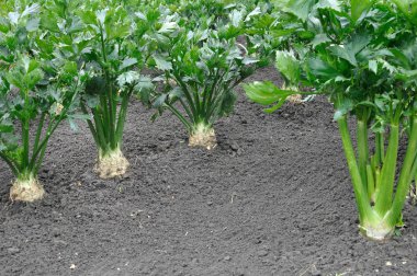  kereviz plantation yakın çekim 