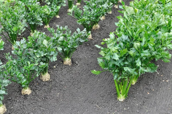Close-up of celery plantation — Stock Photo, Image