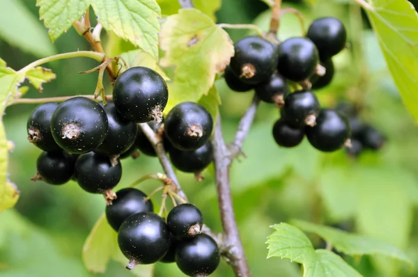 Primer plano de una grosella negra bayas — Foto de Stock