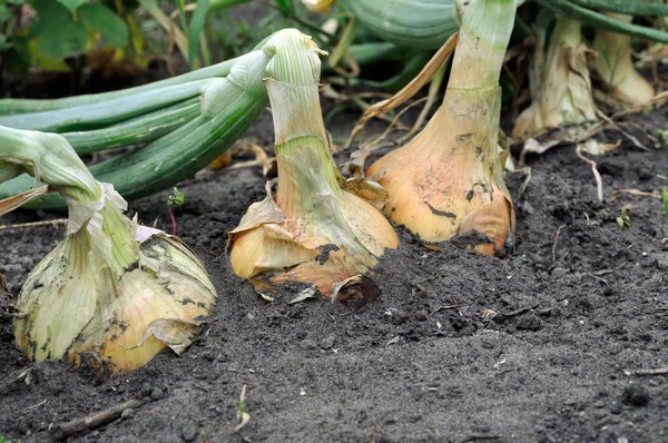 Primer plano de la plantación de cebolla en crecimiento — Foto de Stock