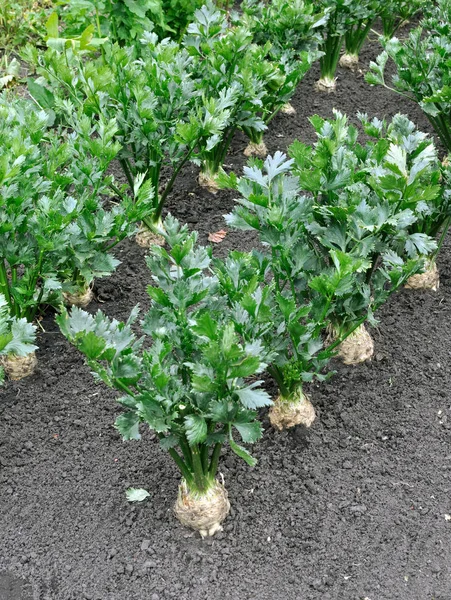 Close-up van selderij plantage (wortel groente) — Stockfoto