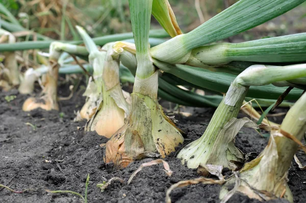 Gros plan de la plantation d'oignons en croissance — Photo