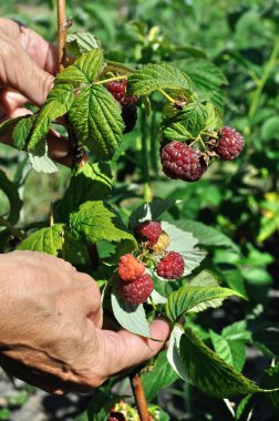 bahçıvan elleri olgun ahududu toplama