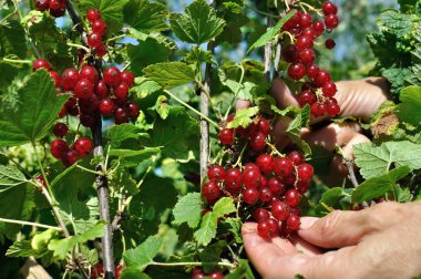  bahçıvan elleri olgun kırmızı frenk üzümü toplama