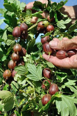 bahçıvan elleri olgun gooseberries toplama 