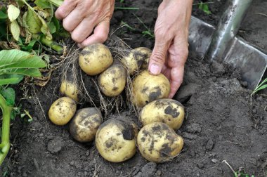 bahçıvan elleri taze organik patates toplama