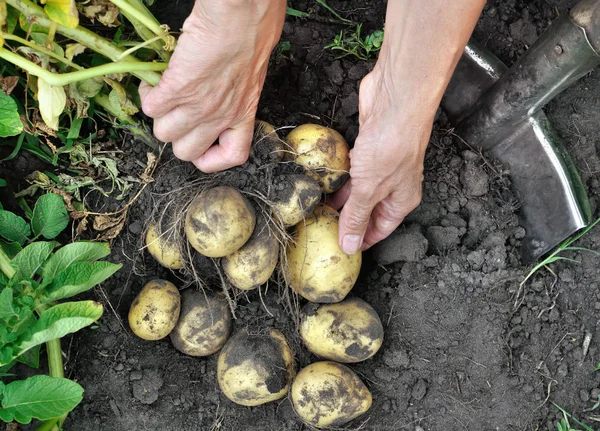 Руки садівника збираючи свіжу органічну картоплю — стокове фото