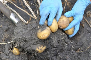 bahçıvan elleri taze organik patates toplama