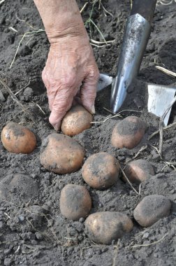 bahçıvanın malzeme çekme alanında taze organik patates eller