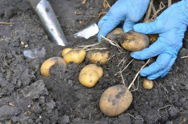 bahçıvan elleri taze organik patates toplama