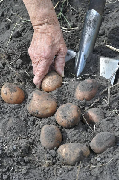 Mani Del Giardiniere Raccogliendo Patate Biologiche Fresche Nel Campo — Foto Stock