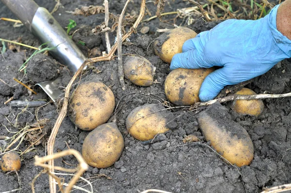 Manos del jardinero recogiendo patatas orgánicas frescas — Foto de Stock
