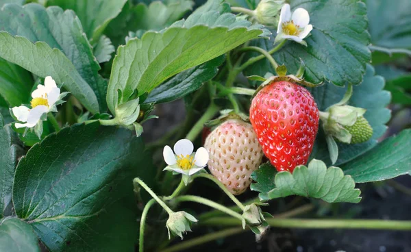 Close-up of ripening strawberry — Stock Photo, Image