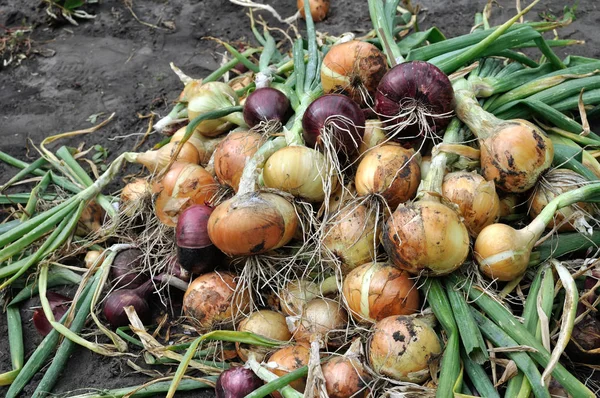 Bulbos de cebolla madura recién cosechados — Foto de Stock