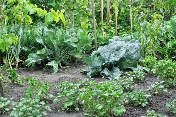 Grönsaksträdgård — Stockfoto