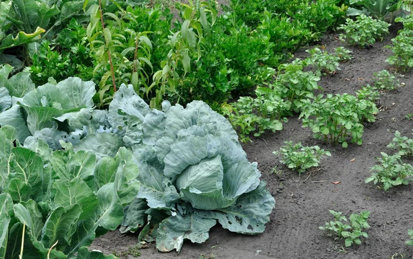 Vegetable garden — Stock Photo, Image