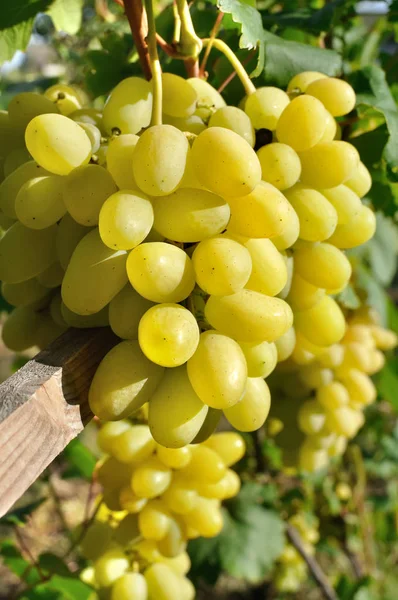 Close-up de maduro cacho de uvas em dia ensolarado — Fotografia de Stock
