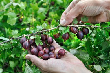 bahçıvan elleri olgun gooseberries toplama