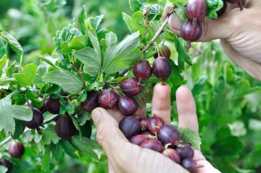 bahçıvan elleri olgun gooseberries toplama