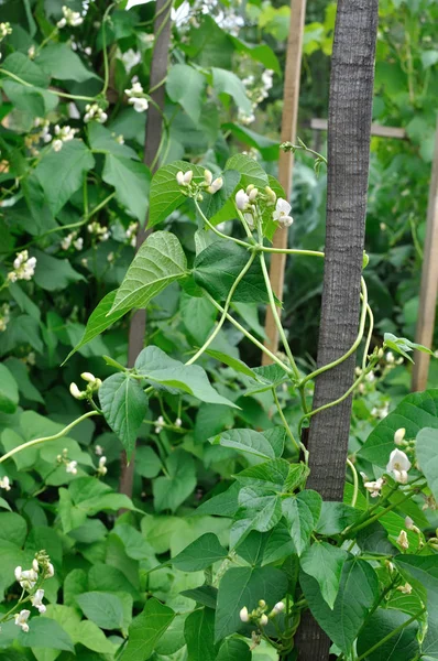 Gros plan de haricot en fleurs — Photo