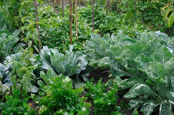 Vegetable garden — Stock Photo, Image