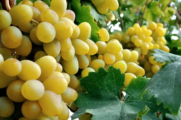 Primer plano del racimo maduro de uvas — Foto de Stock