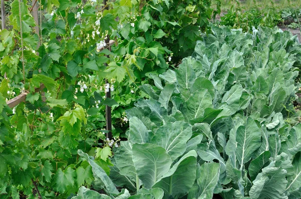 Part of vegetable garden — Stock Photo, Image