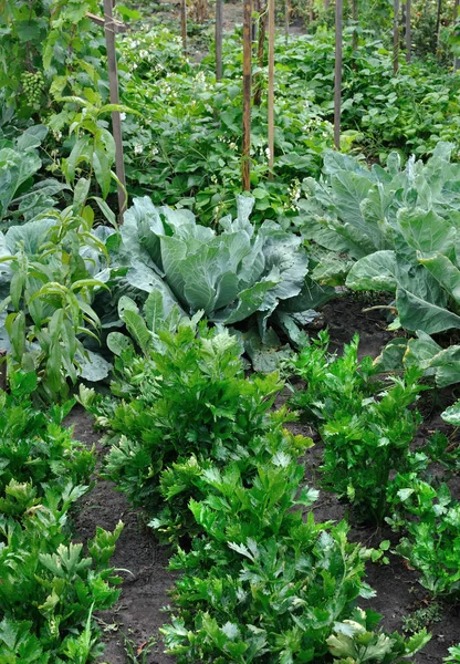 蔬菜花园 — 图库照片